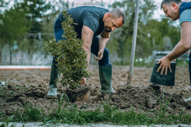 Best Hedge Trimming  in USA